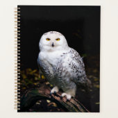 Schneeeule Planer (Vorderseite)