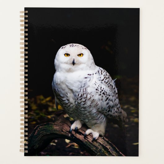 Schneeeule Planer (Vorderseite)