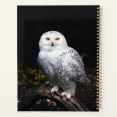 Schneeeule Planer (Rückseite)