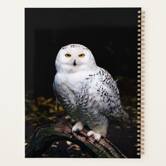 Schneeeule Planer (Rückseite)