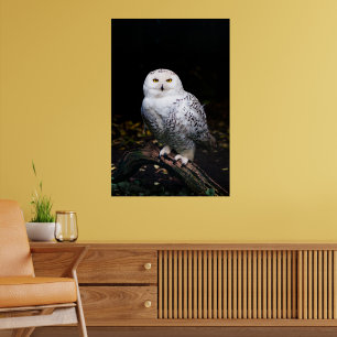 Schneeeule Poster