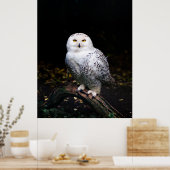 Schneeeule Poster (Küche)