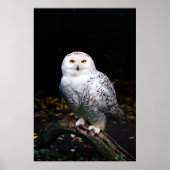 Schneeeule Poster (Vorne)