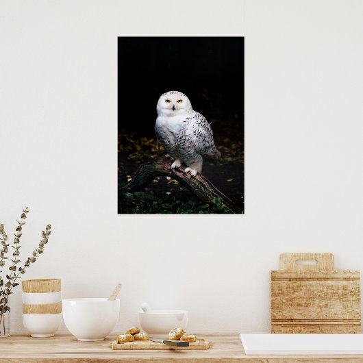 Schneeeule Poster (Küche)