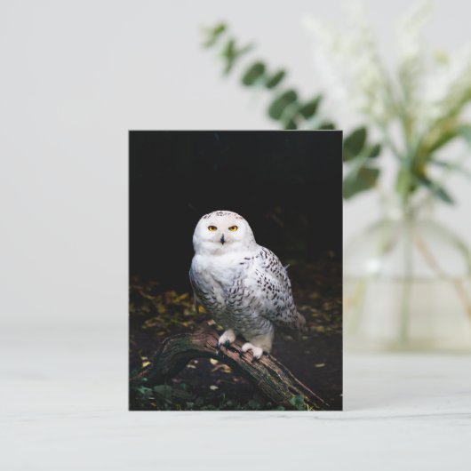 Schneeeule Postkarte (Stehend Vorderseite)