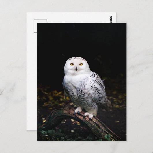 Schneeeule Postkarte (Vorne/Hinten)