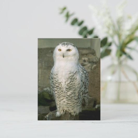 Schneeeule - Postkarte (Stehend Vorderseite)