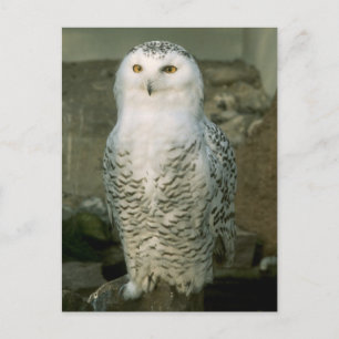 Schneeeule - Postkarte