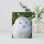 Schneeeule Postkarte (Stehend Vorderseite)