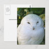 Schneeeule Postkarte (Vorne/Hinten)