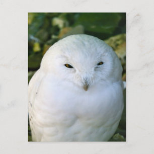 Schneeeule Postkarte