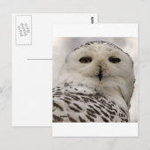 Schneeeule Postkarte (Vorne/Hinten)