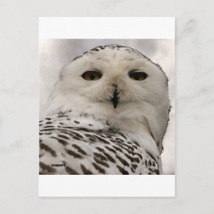 Schneeeule Postkarte