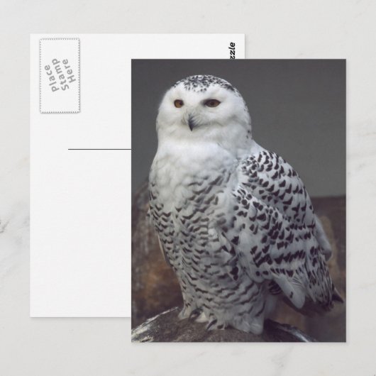 Schneeeule Postkarte (Vorne/Hinten)