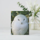 Schneeeule Postkarte (Stehend Vorderseite)