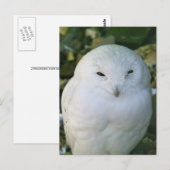 Schneeeule Postkarte (Vorne/Hinten)