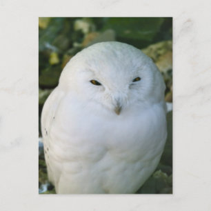 Schneeeule Postkarte