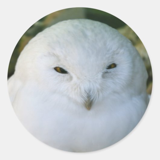 Schneeeule Runder Aufkleber (Vorderseite)
