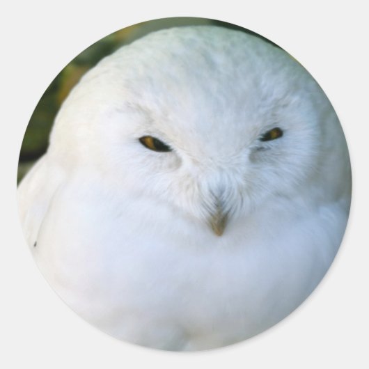 Schneeeule Runder Aufkleber (Vorderseite)