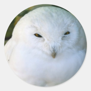 Schneeeule Runder Aufkleber