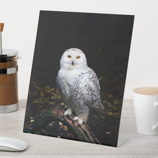 Schneeeule Sockelschild (In Situ)