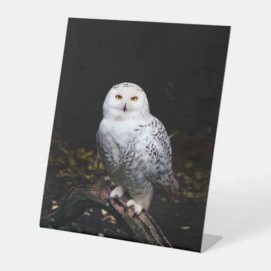 Schneeeule Sockelschild (Vorderseite)