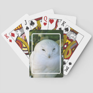 Schneeeule Spielkarten