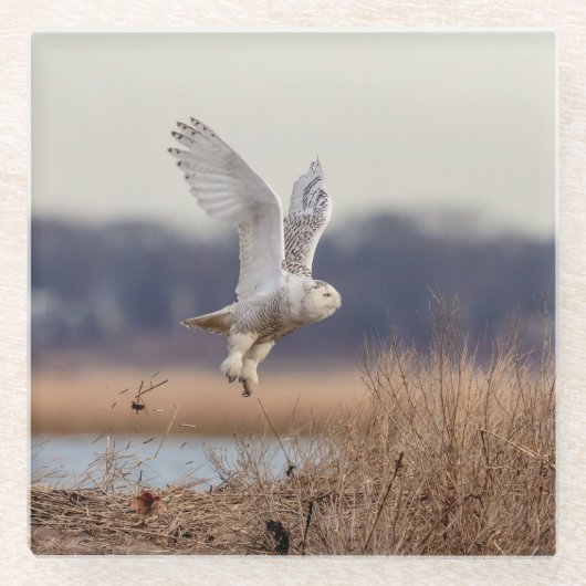 Schneeeule startet glasuntersetzer (Vorderseite)