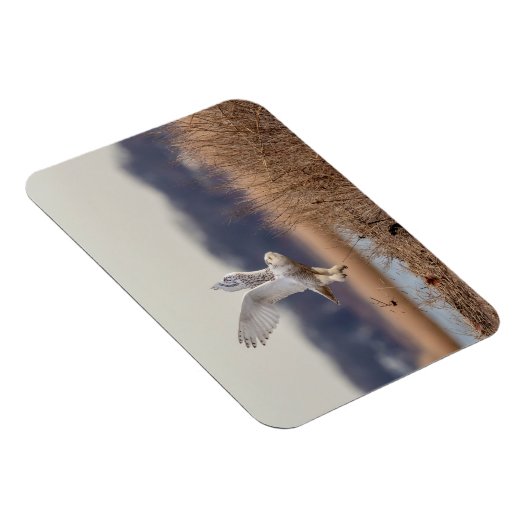 Schneeeule startet magnet (Rechte Seite)