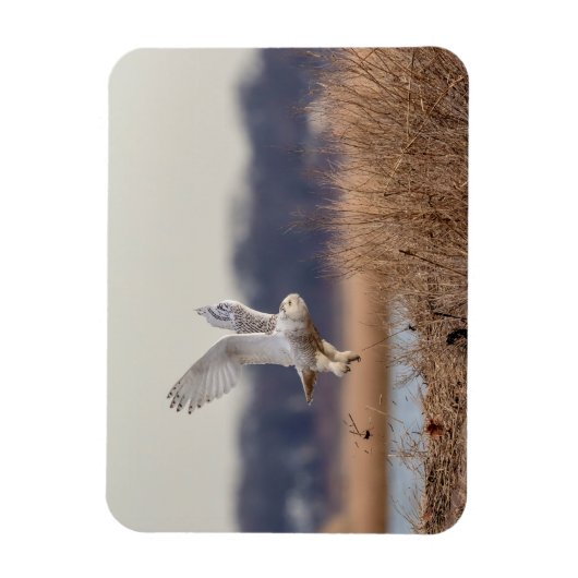 Schneeeule startet magnet (Vertikal)