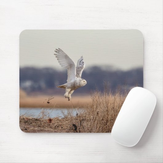 Schneeeule startet mousepad (Mit Mouse)