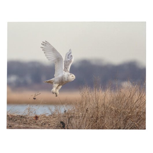 Schneeeule startet notizblock (Vorderseite)