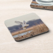 Schneeeule startet untersetzer (Linke Seite)