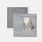 Schneeeule stehend in der Nähe des Wassers Magnet (Vorderseite/Rückseite)