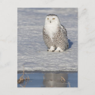 Schneeeule stehend in der Nähe des Wassers Postkarte