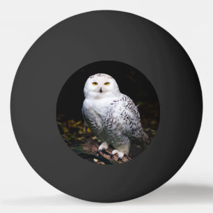 Schneeeule Tischtennisball