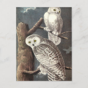 Schneeeule von Audubon Postkarte