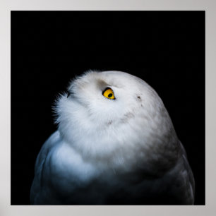 Schneeeule Weiß Winter Poster