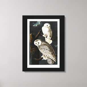Schneeeulen-Illustration von Audubon Leinwanddruck