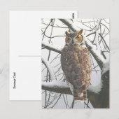 Schneeeulen-Postkarte Postkarte (Vorne/Hinten)
