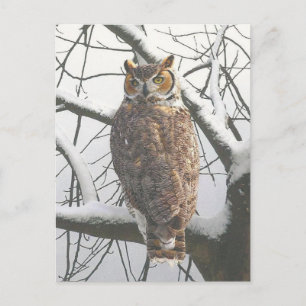 Schneeeulen-Postkarte Postkarte