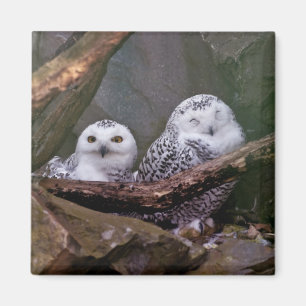 Schneeeulenpaar Wald Wildlife-Kunst Magnet