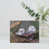 Schneeeulenpaar Wald Wildlife-Kunst Postkarte (Stehend Vorderseite)