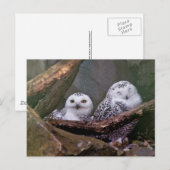 Schneeeulenpaar Wald Wildlife-Kunst Postkarte (Vorne/Hinten)