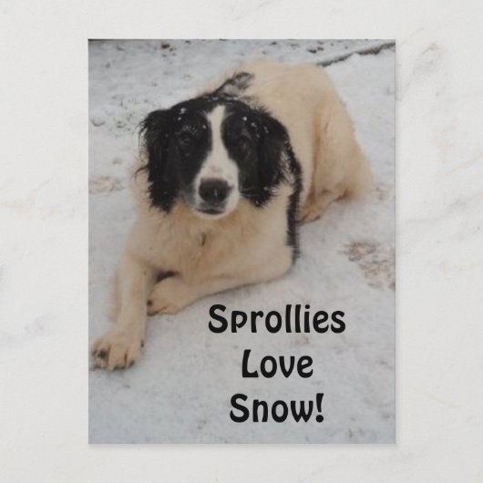 Schneefall auf der Postkarte (Vorderseite)