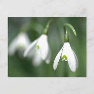 Schneefall aus der Blume-Geschenksammlung Postkarte