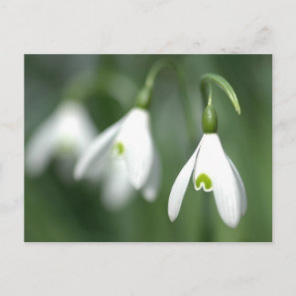 Schneefall aus der Blume-Geschenksammlung Postkarte