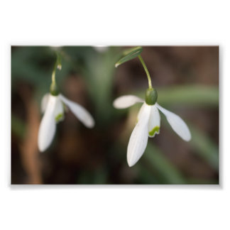 Schneefall-Blume Fotodruck
