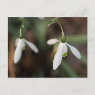 Schneefall-Blume Postkarte