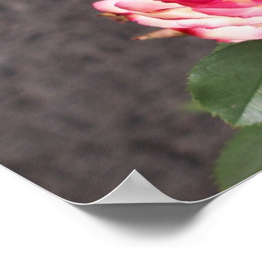 Schneefall-Rose Poster (Ecke)